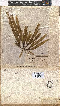 Dictyota naevosa image