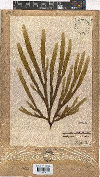 Dictyota naevosa image