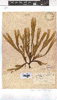 Dictyota naevosa image