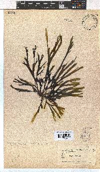 Dictyota naevosa image