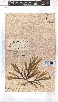 Dictyota naevosa image