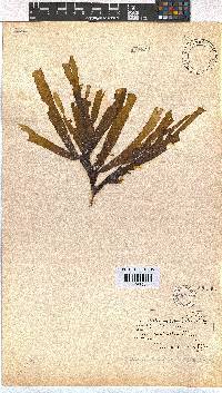 Dictyota naevosa image