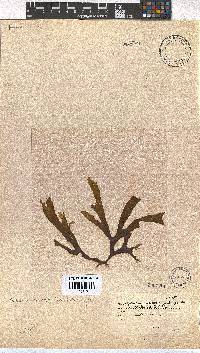 Dictyota naevosa image