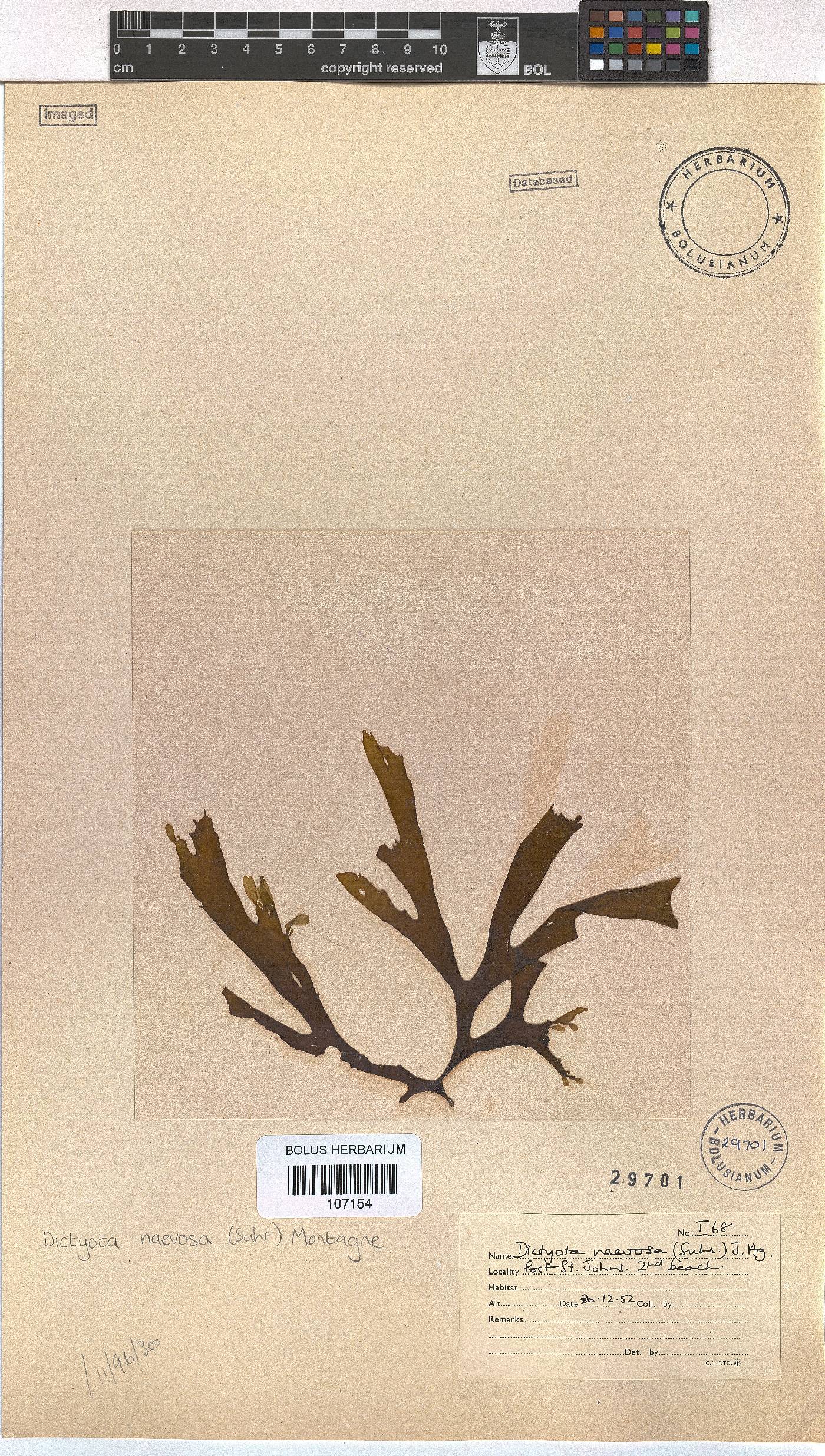 Dictyota naevosa image