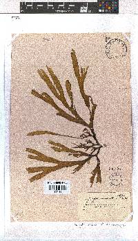 Dictyota naevosa image
