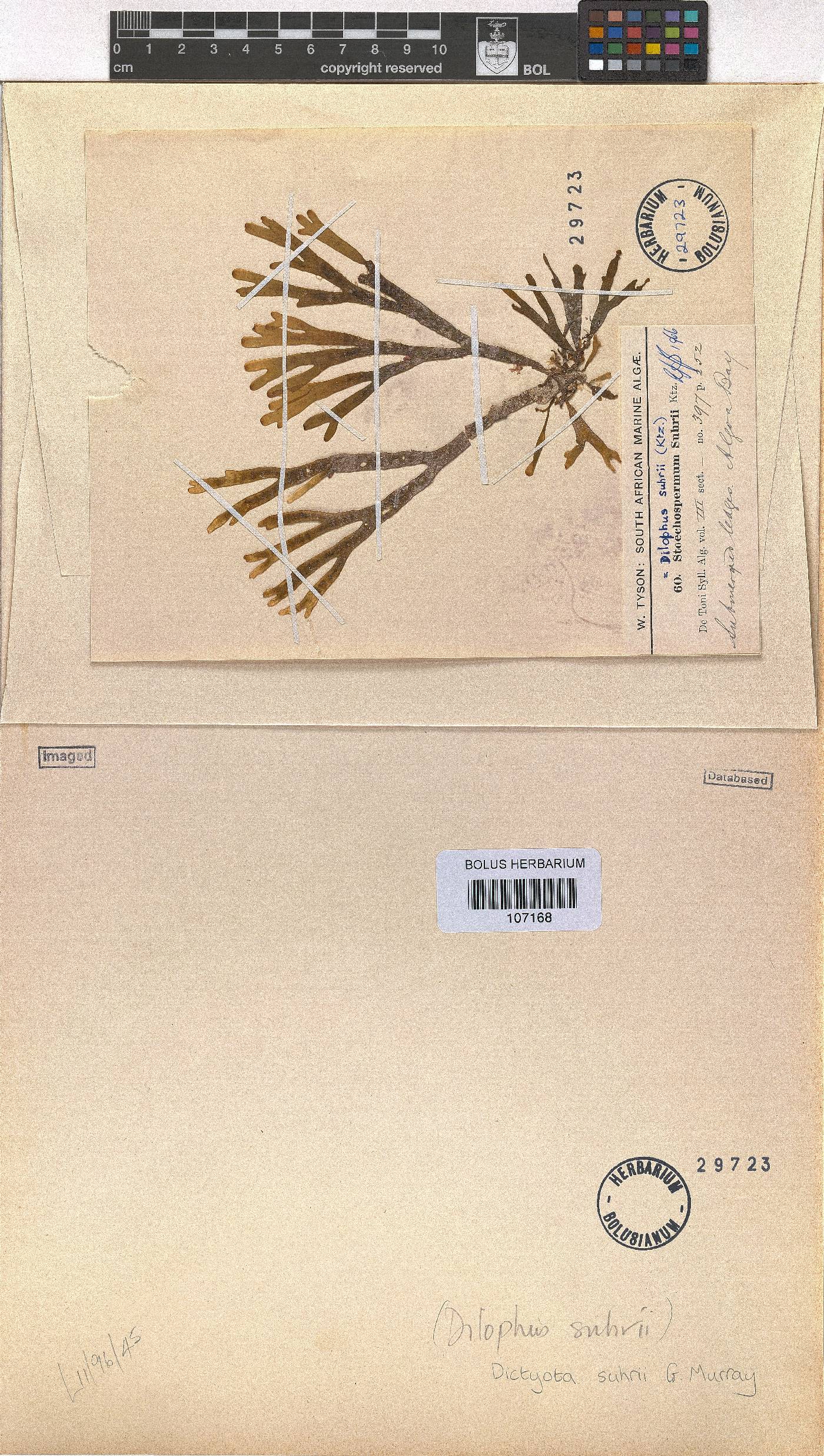 Rugulopteryx suhrii image