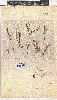 Rugulopteryx suhrii image