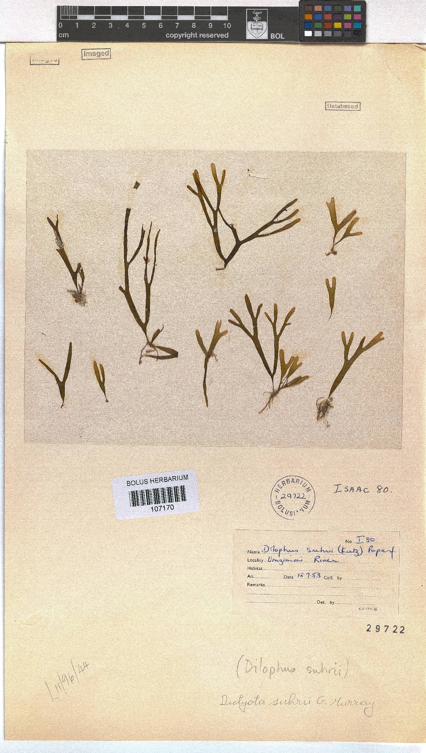 Rugulopteryx suhrii image