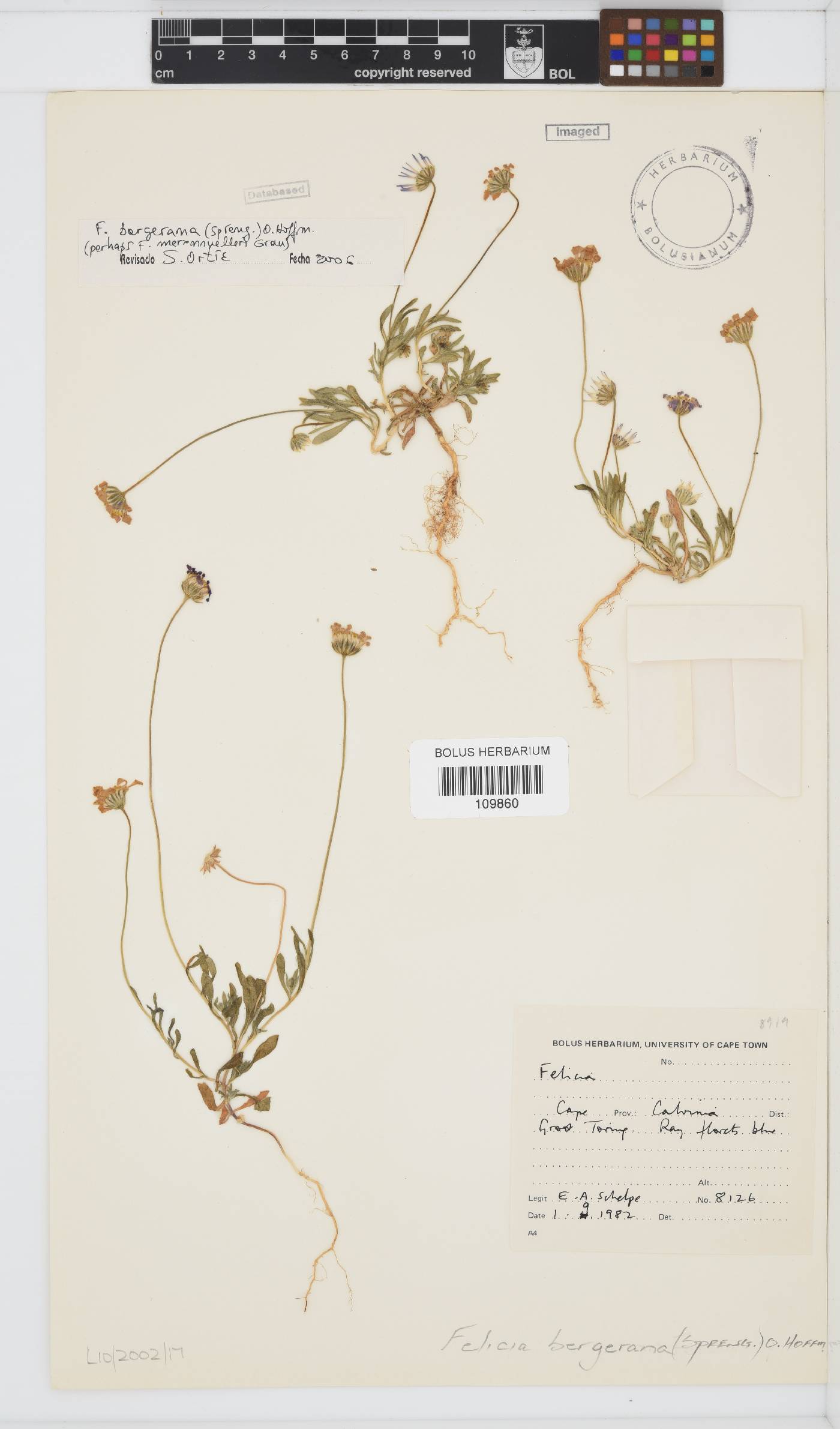 Felicia bergeriana image