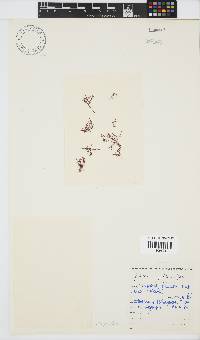 Pterocladiella caespitosa image