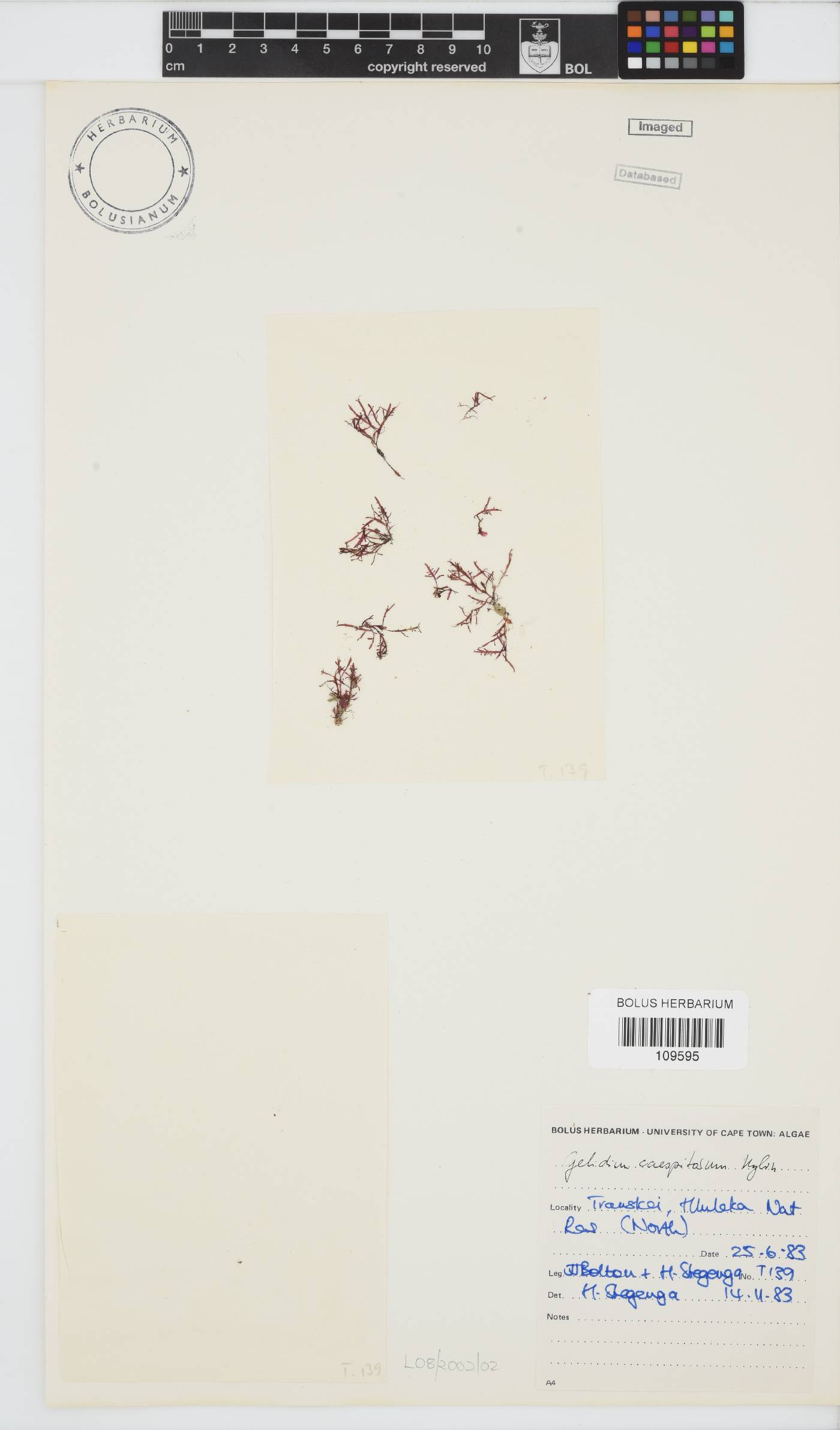 Pterocladiella caespitosa image
