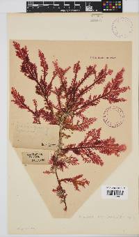 Ptilophora rumpii image