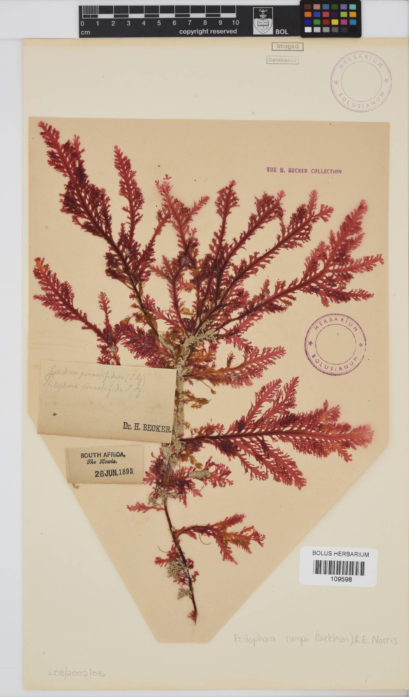 Ptilophora rumpii image