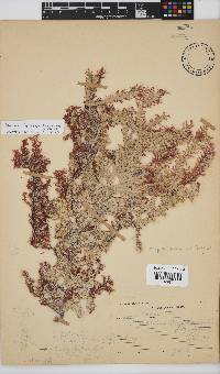 Ptilophora rumpii image