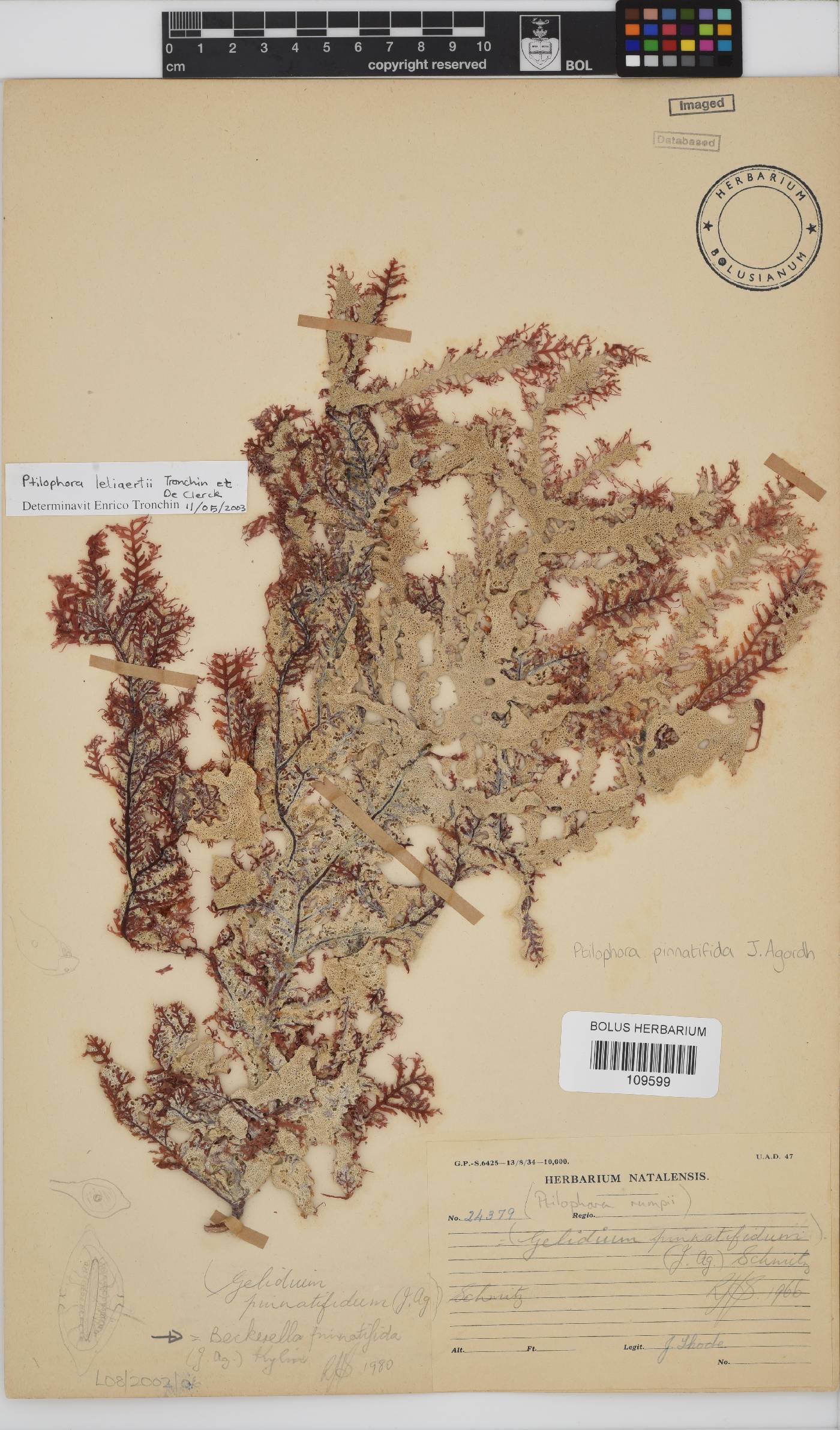 Ptilophora rumpii image