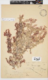Ptilophora leliaertii image
