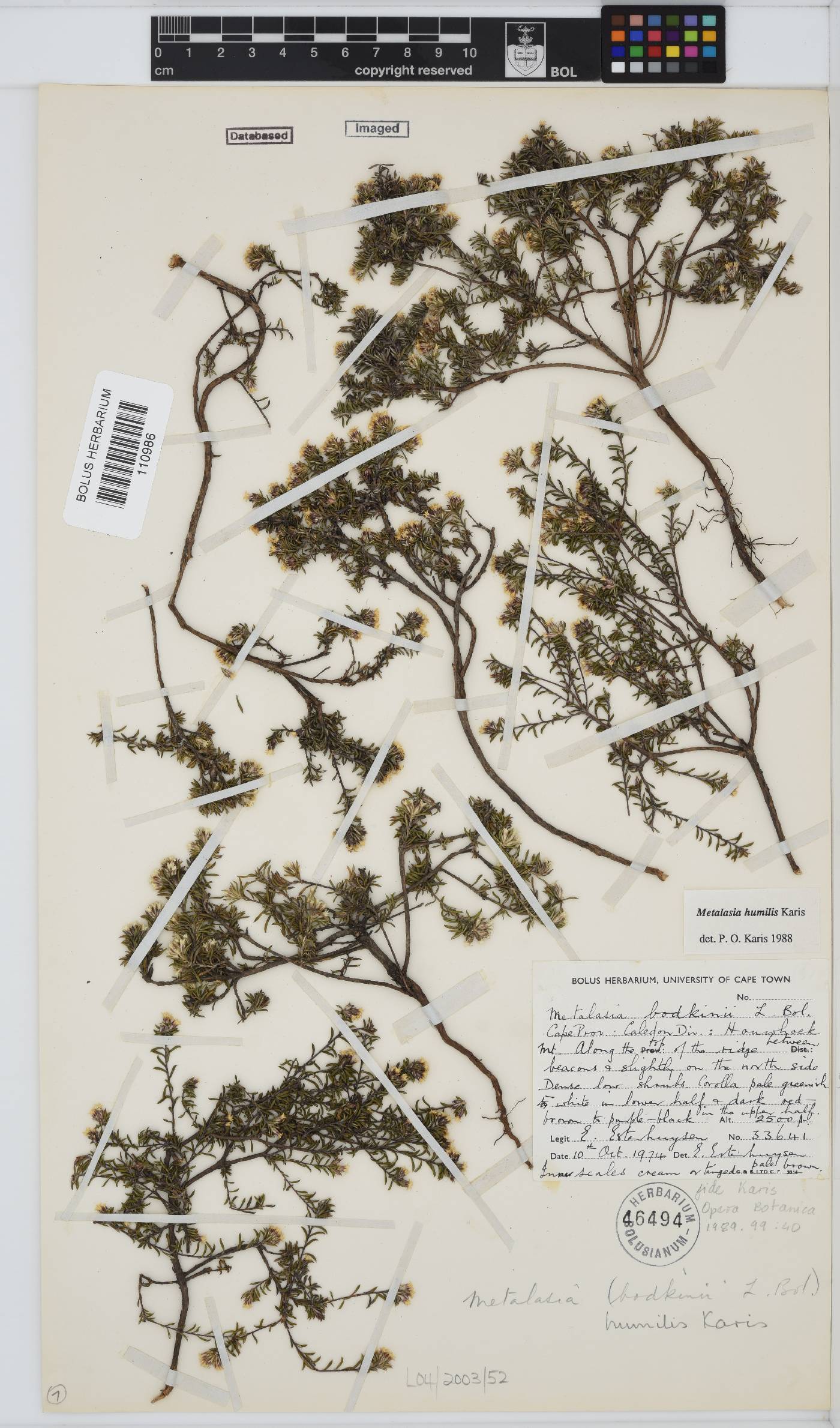Metalasia humilis image