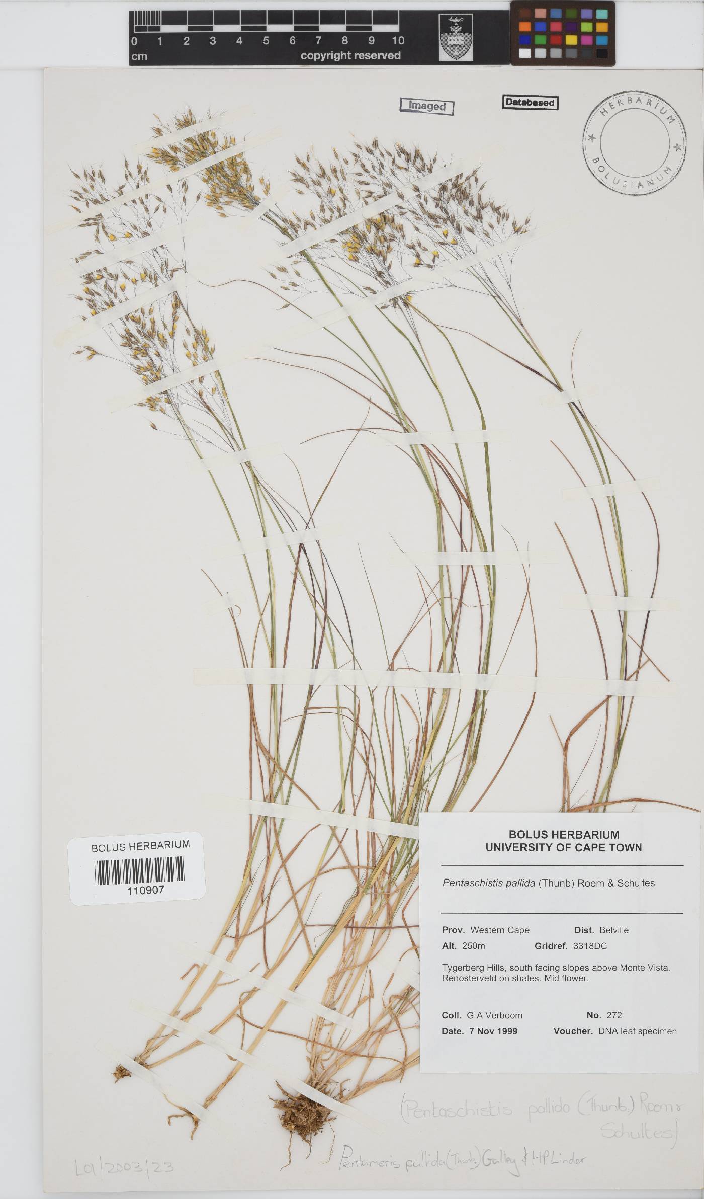 Pentameris pallida image