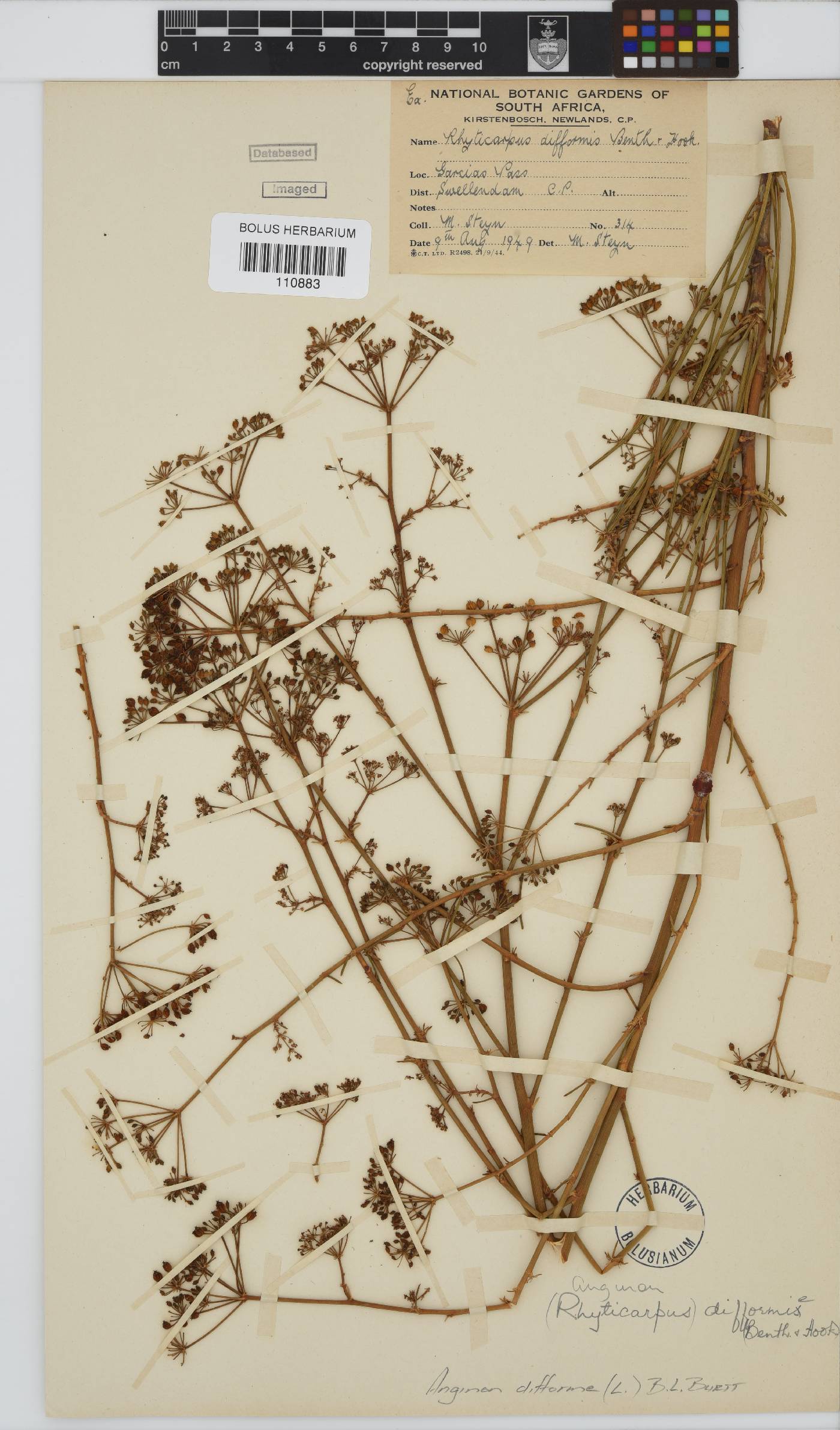 Anginon difforme image