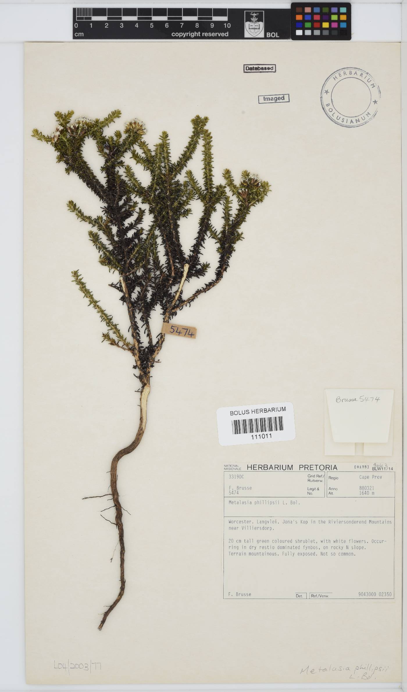 Metalasia phillipsii image