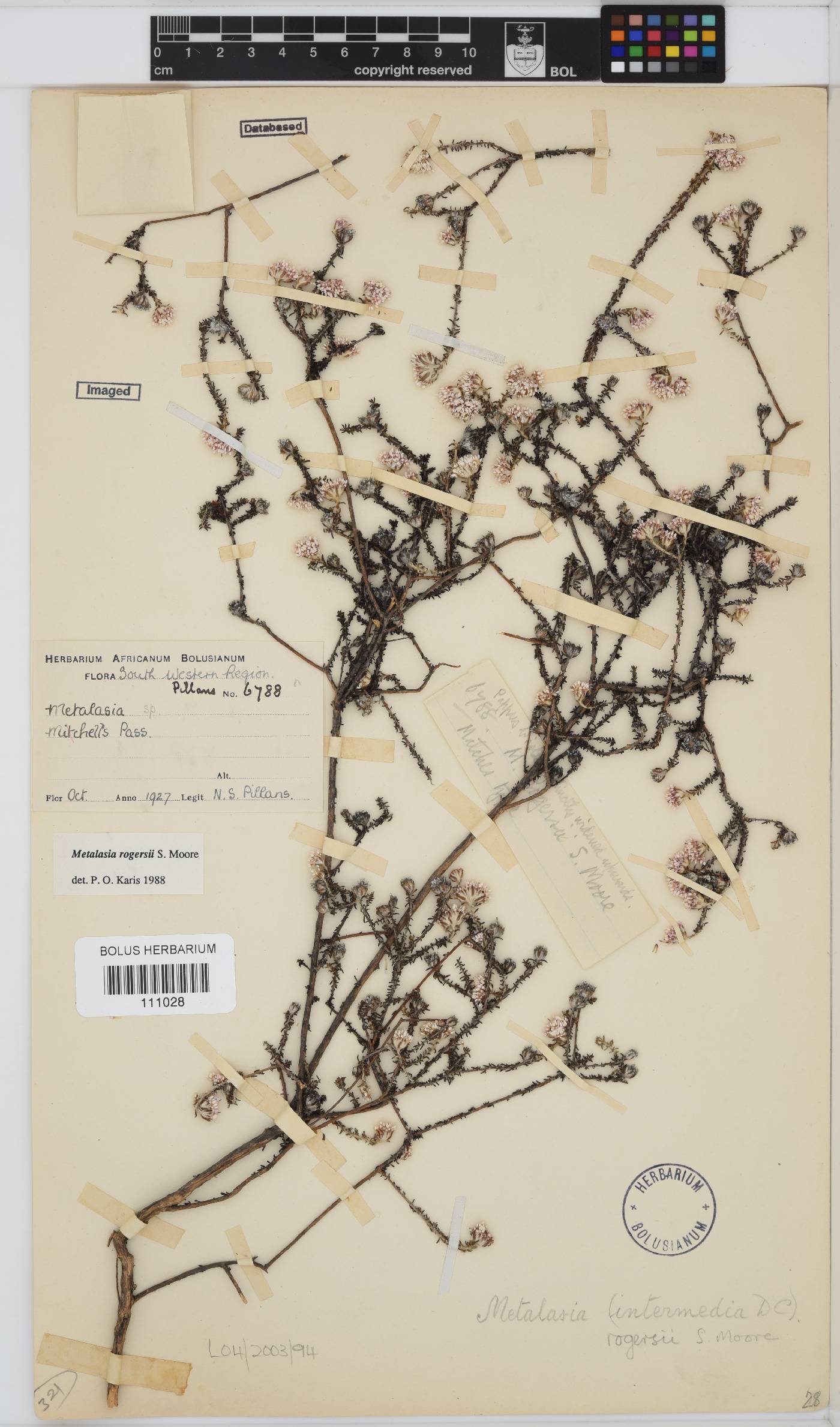 Metalasia rogersii image