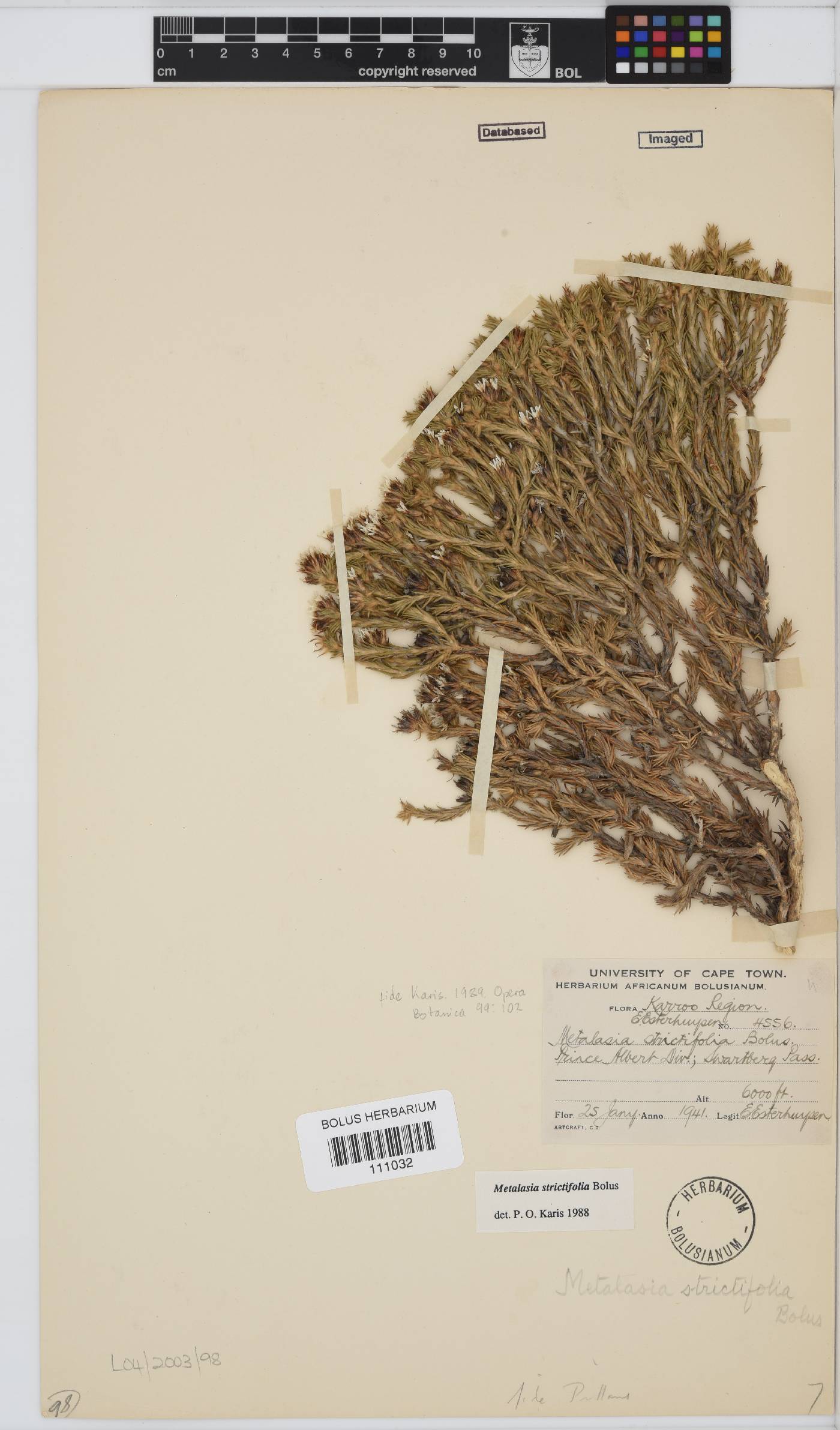 Metalasia strictifolia image