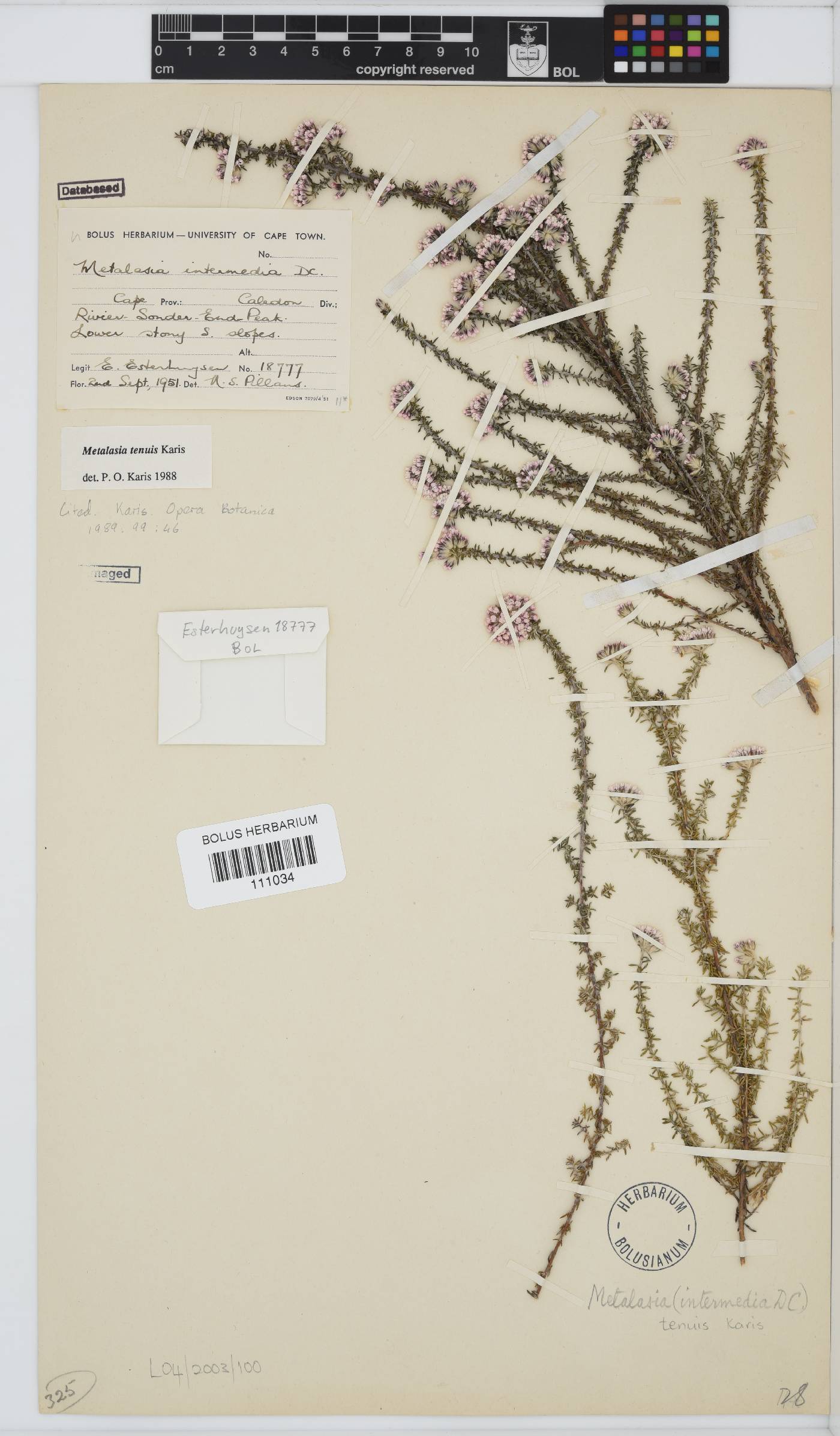 Metalasia tenuis image