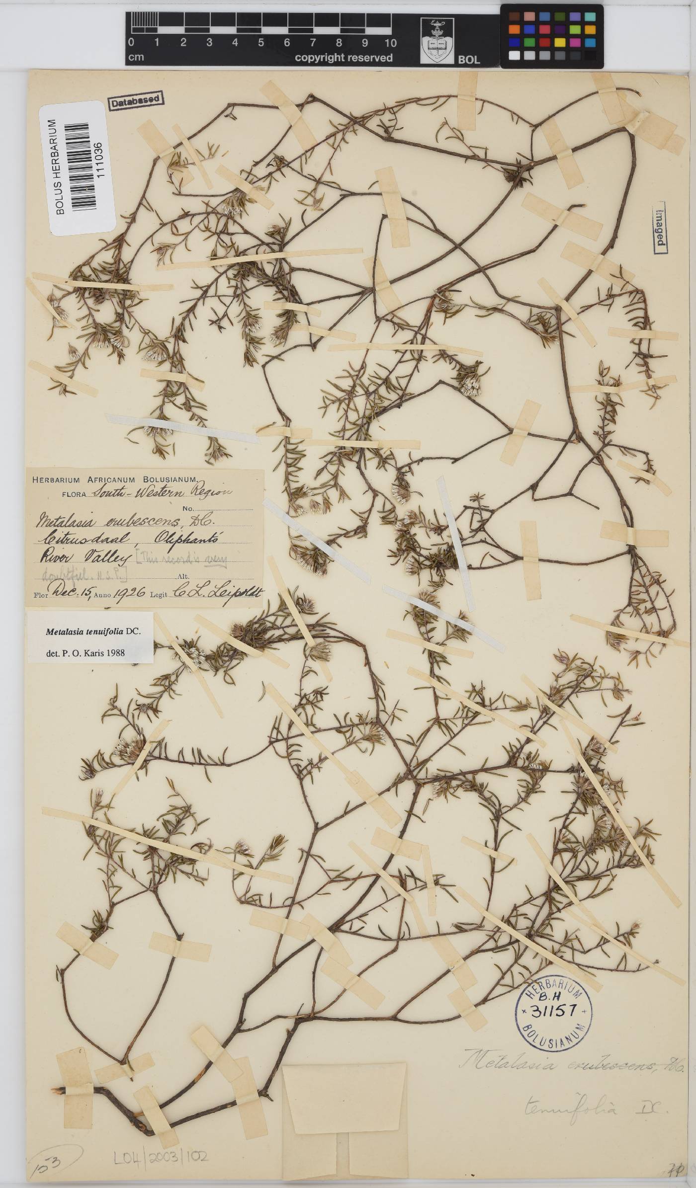 Metalasia tenuifolia image