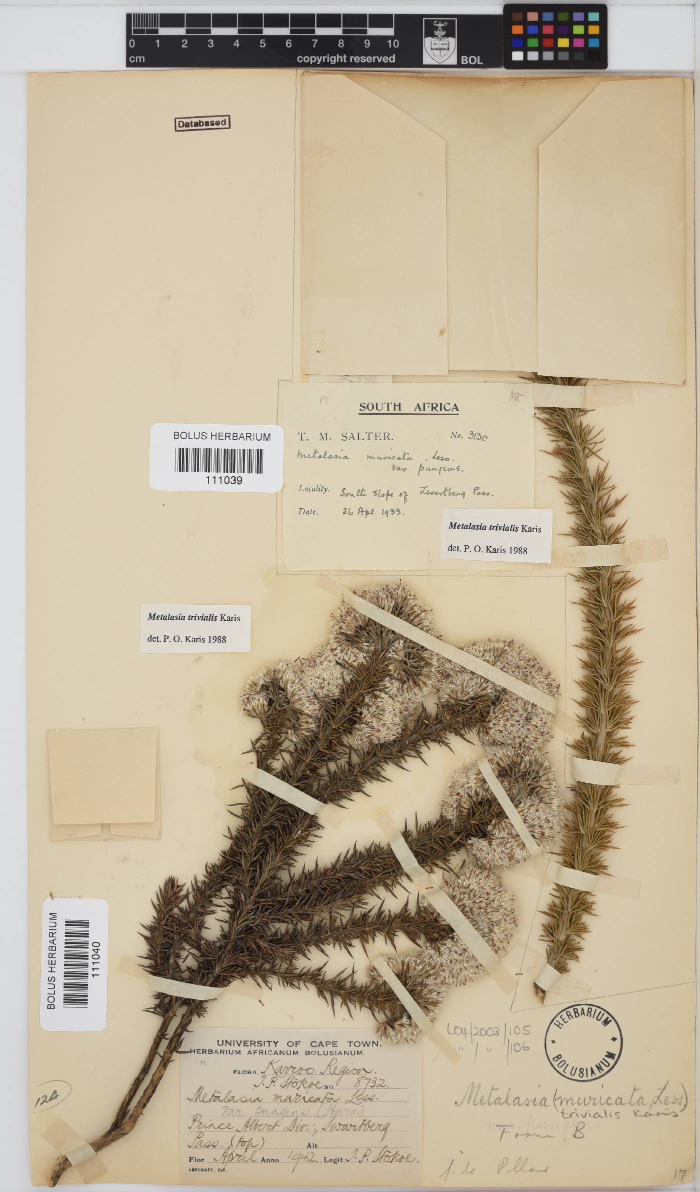 Metalasia trivialis image