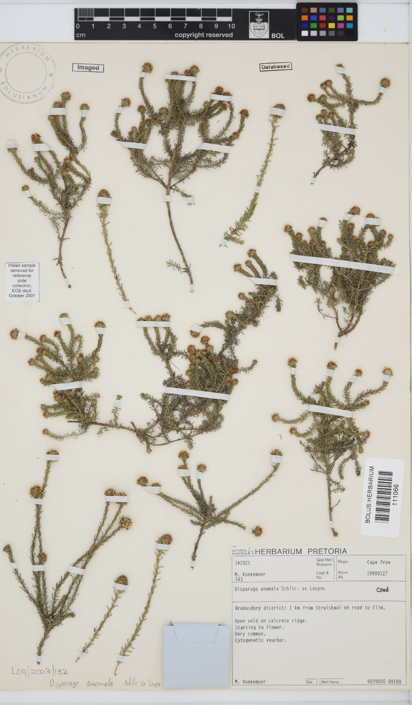 Disparago anomala image