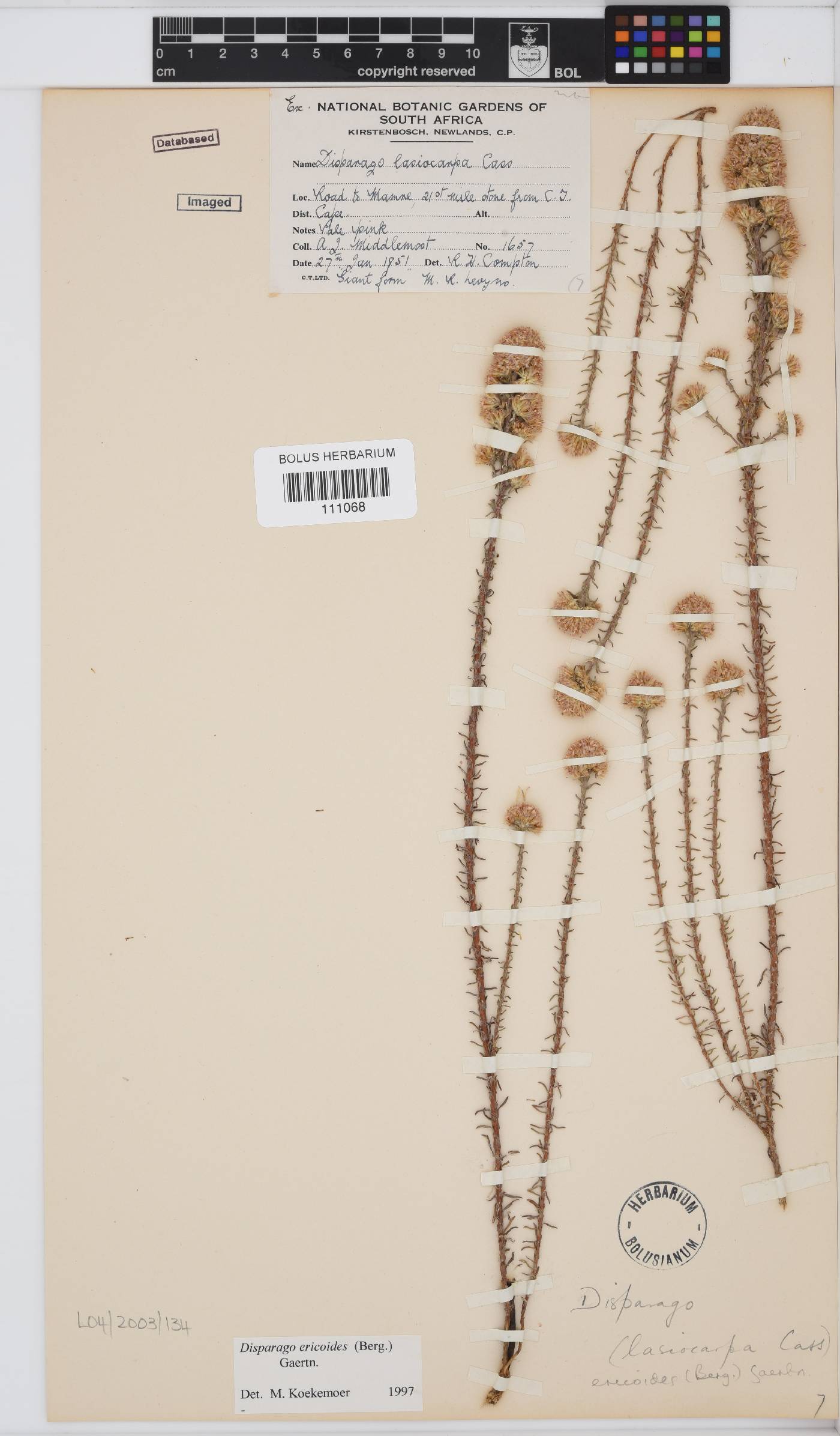 Disparago ericoides image