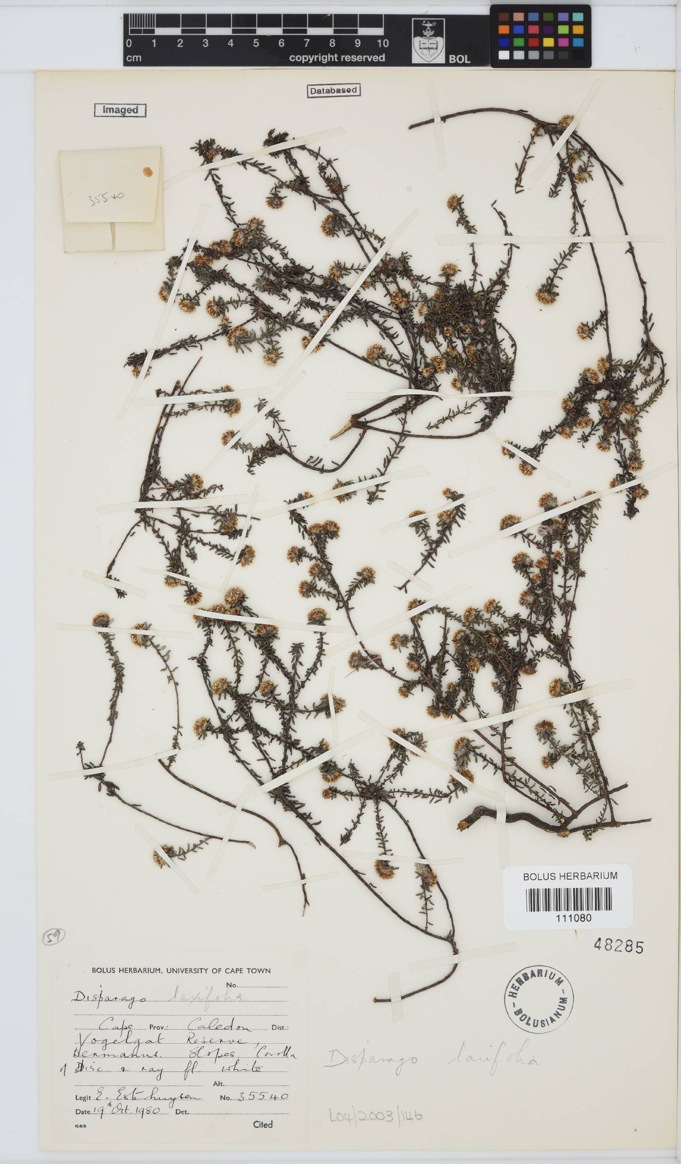 Disparago laxifolia image