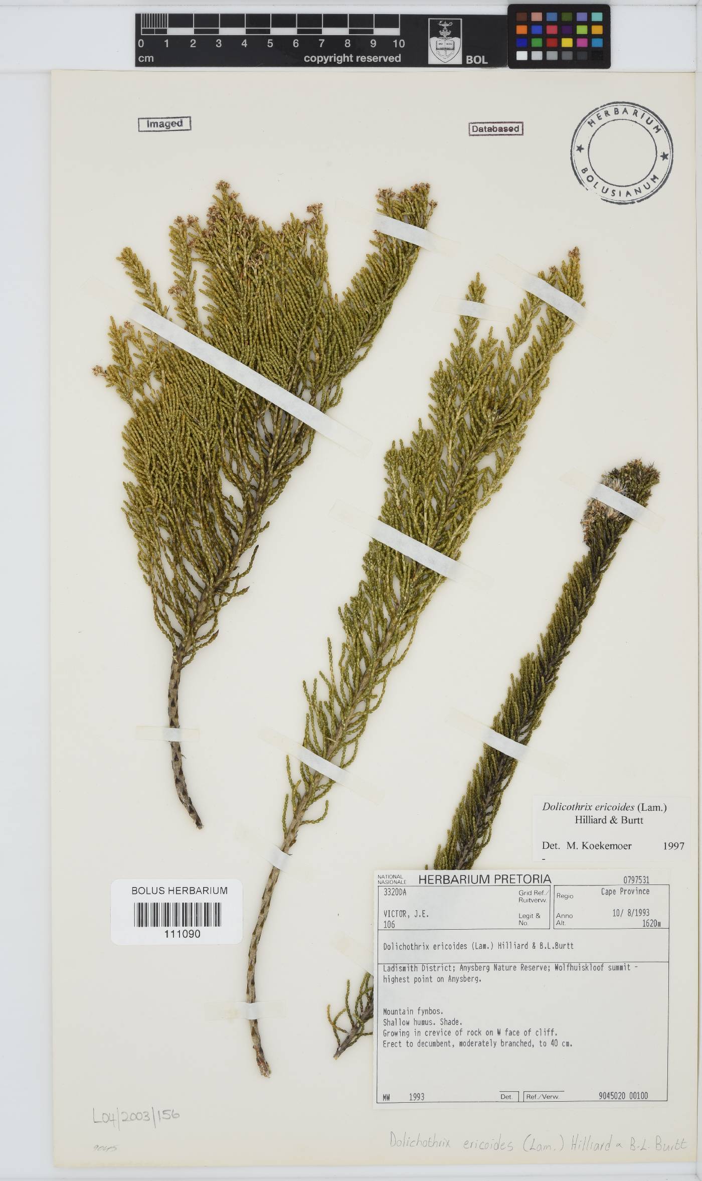Dolichothrix ericoides image