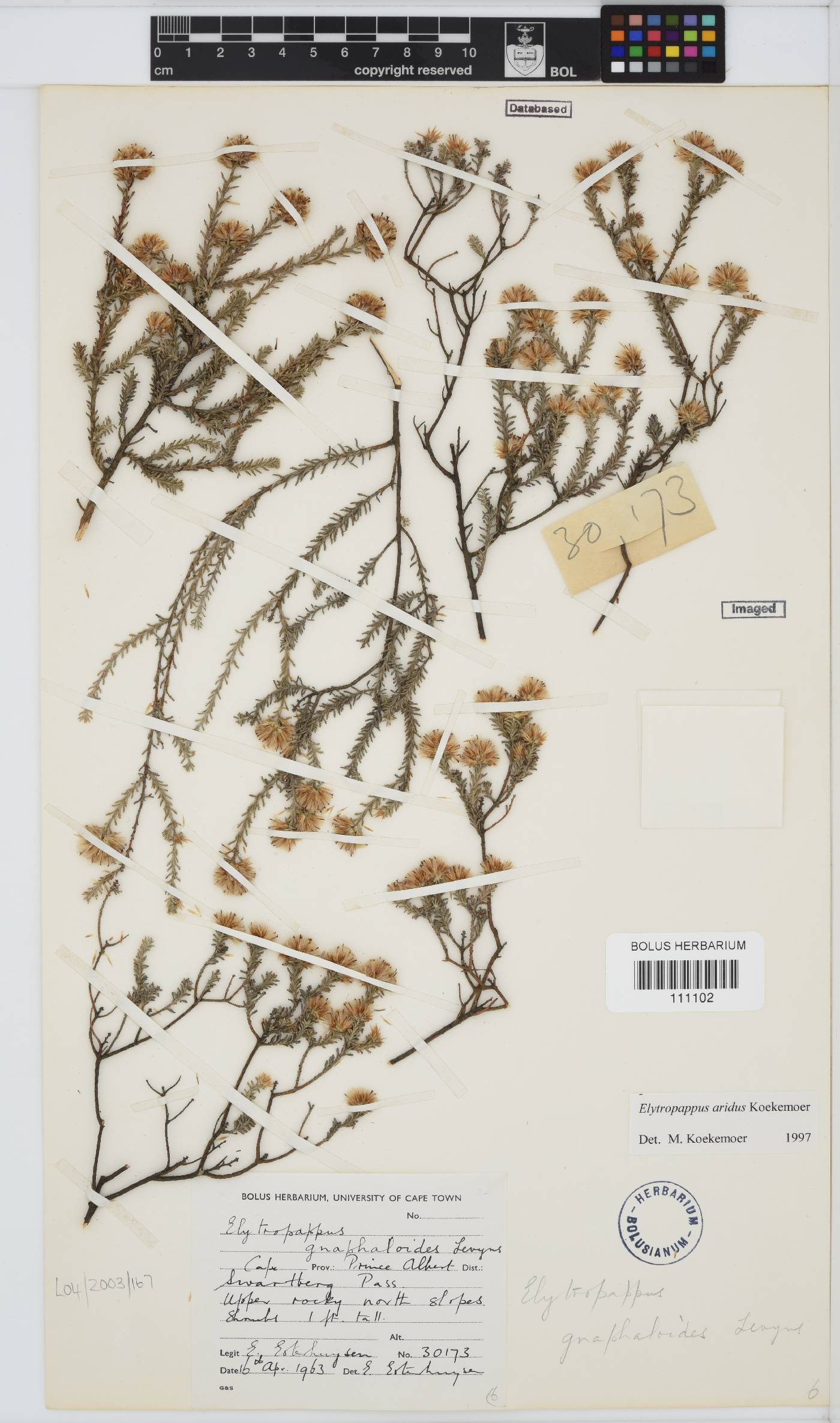 Myrovernix gnaphaloides image