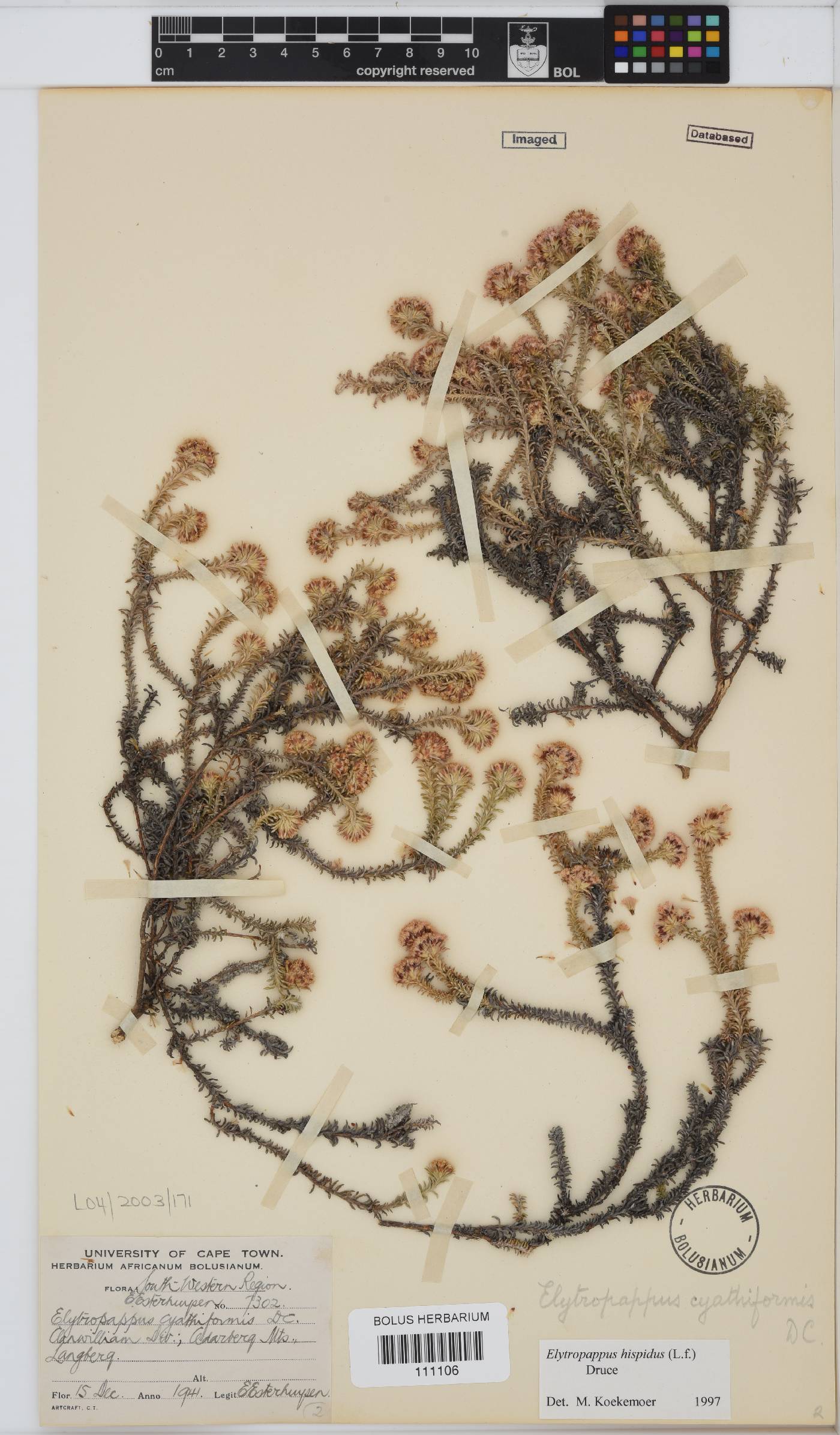 Elytropappus hispidus image