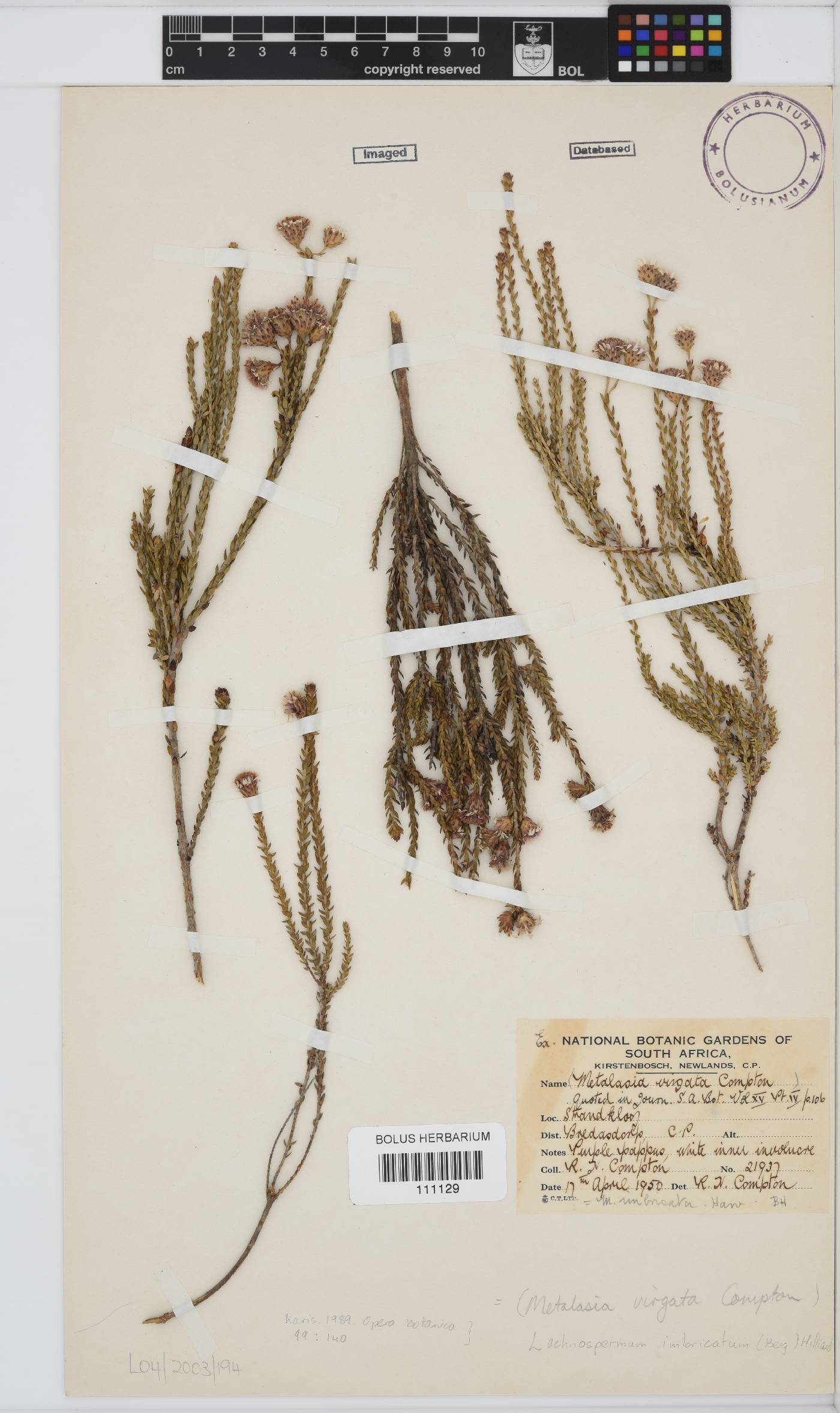 Lachnospermum imbricatum image