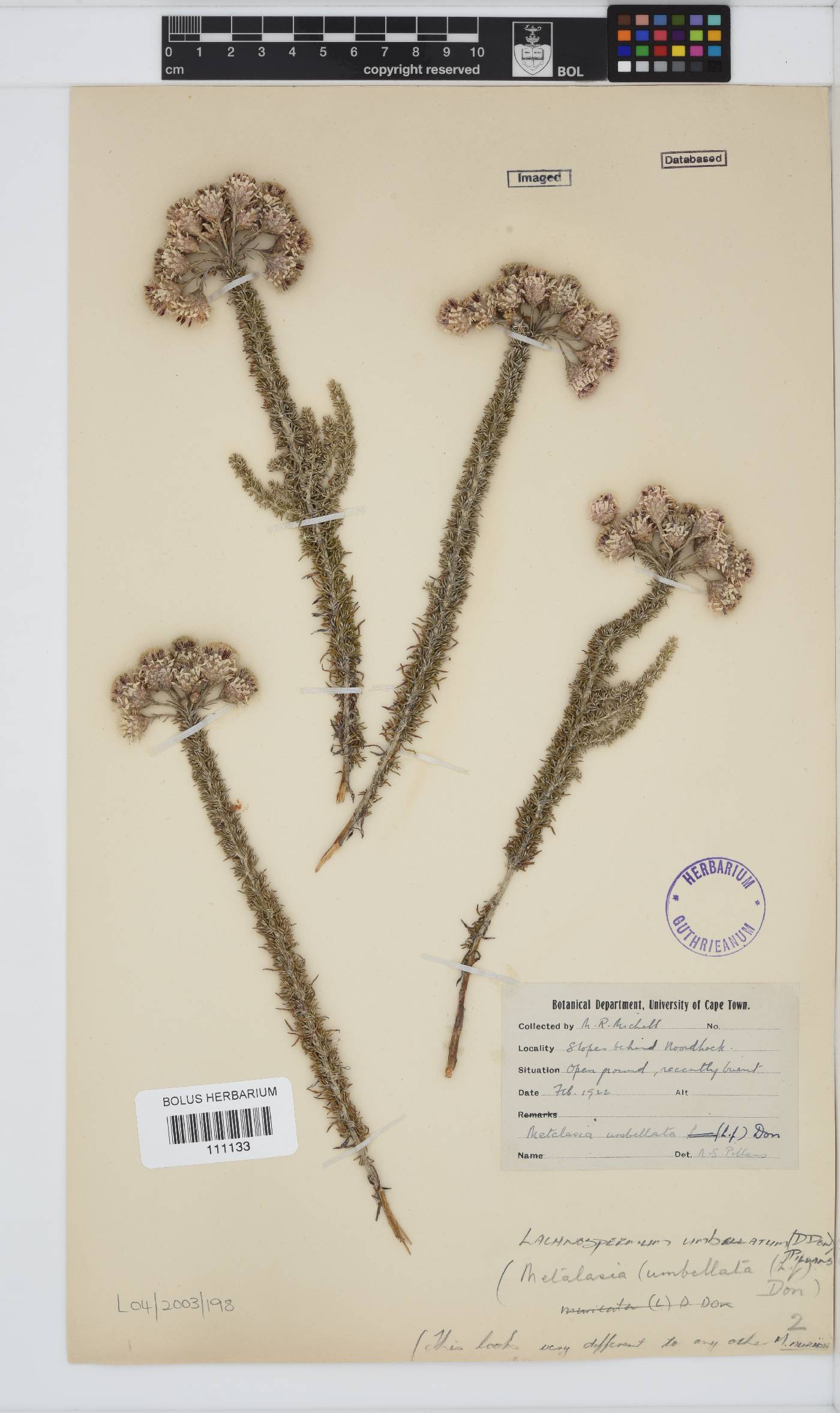 Lachnospermum umbellatum image