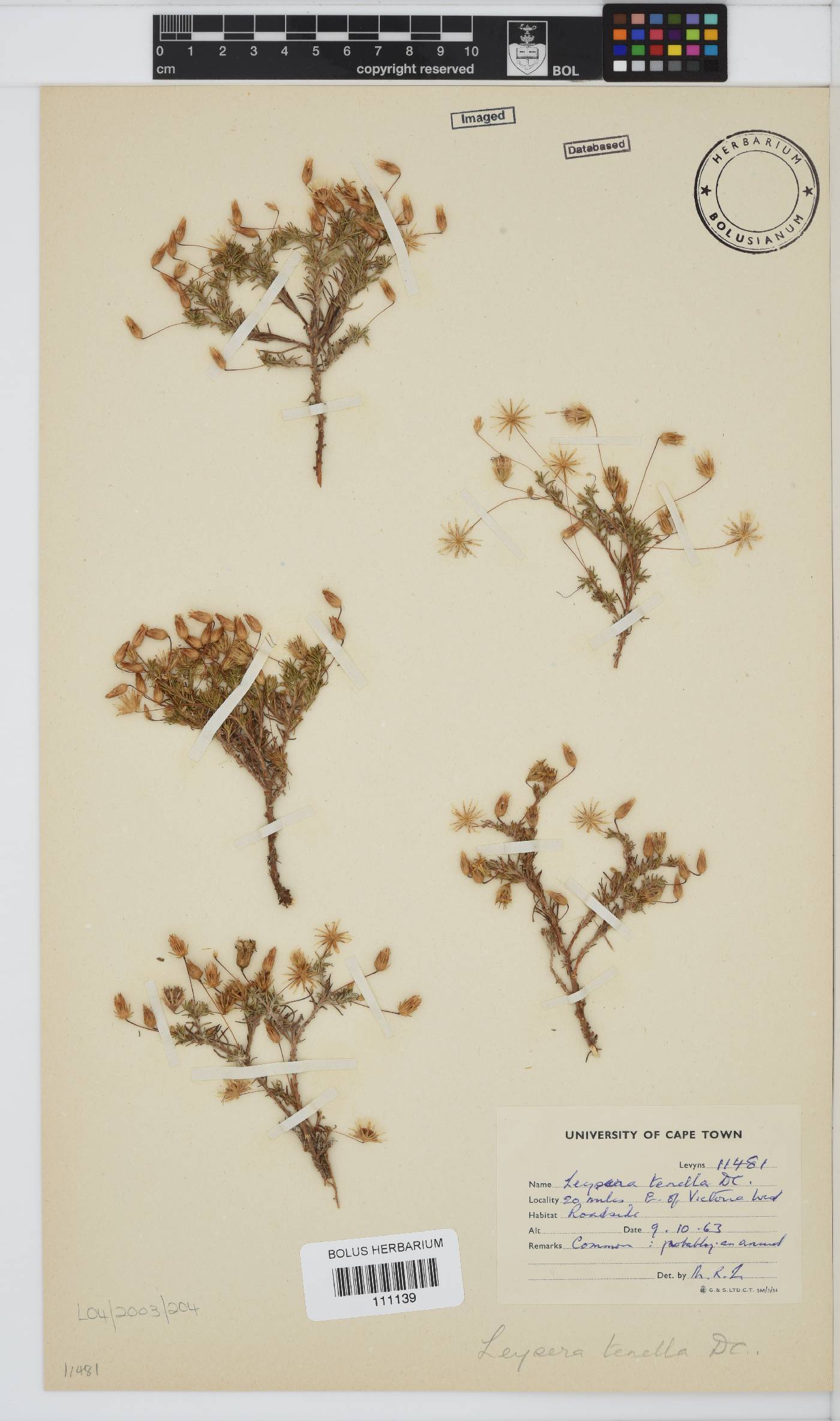 Leysera tenella image