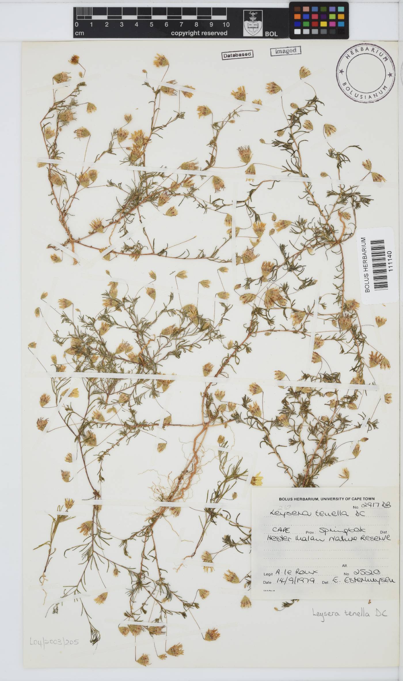 Leysera tenella image