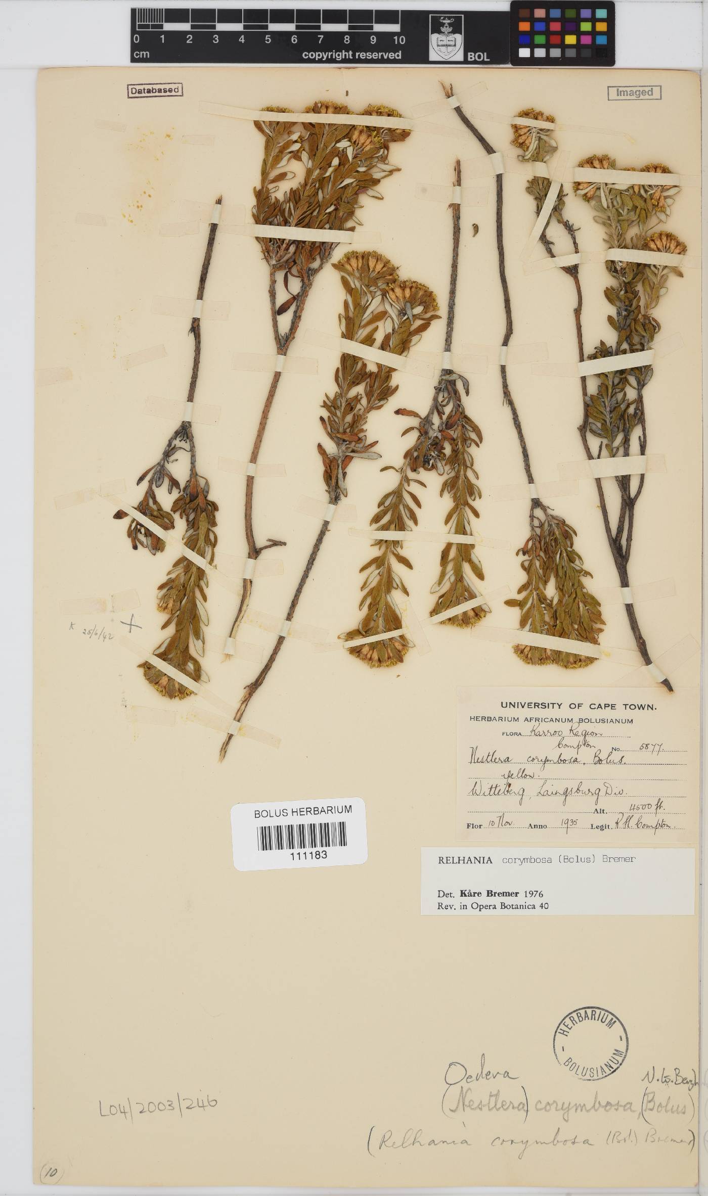 Oedera corymbosa image