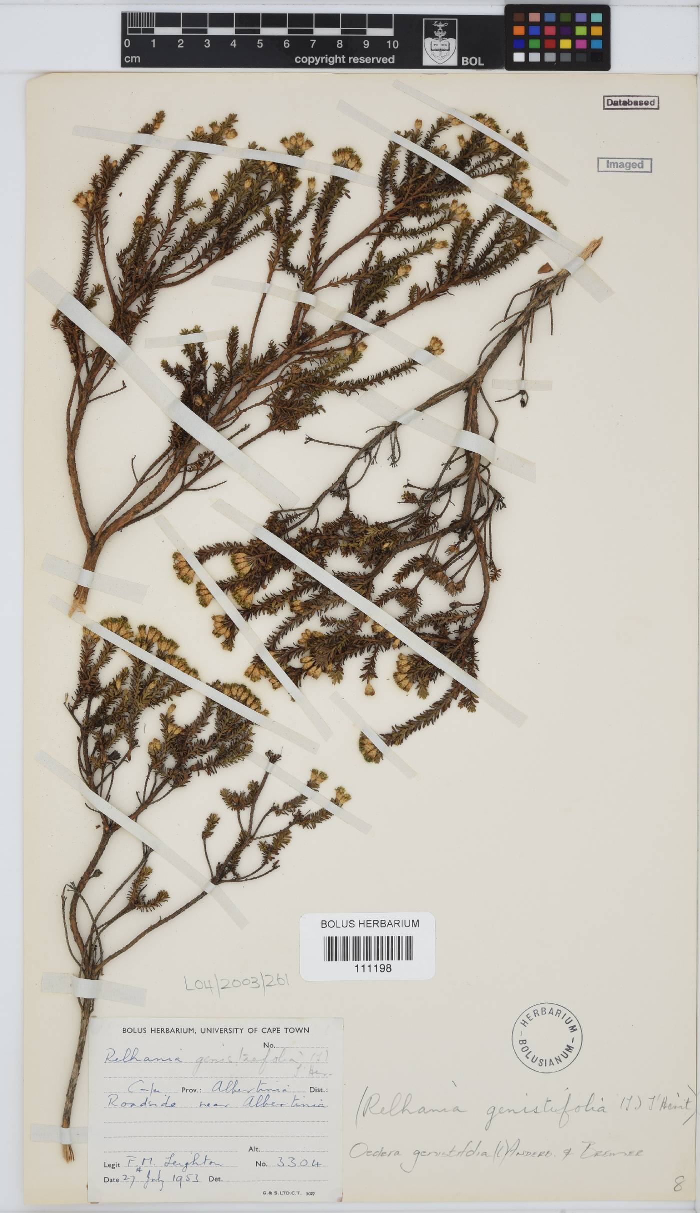 Oedera genistifolia image