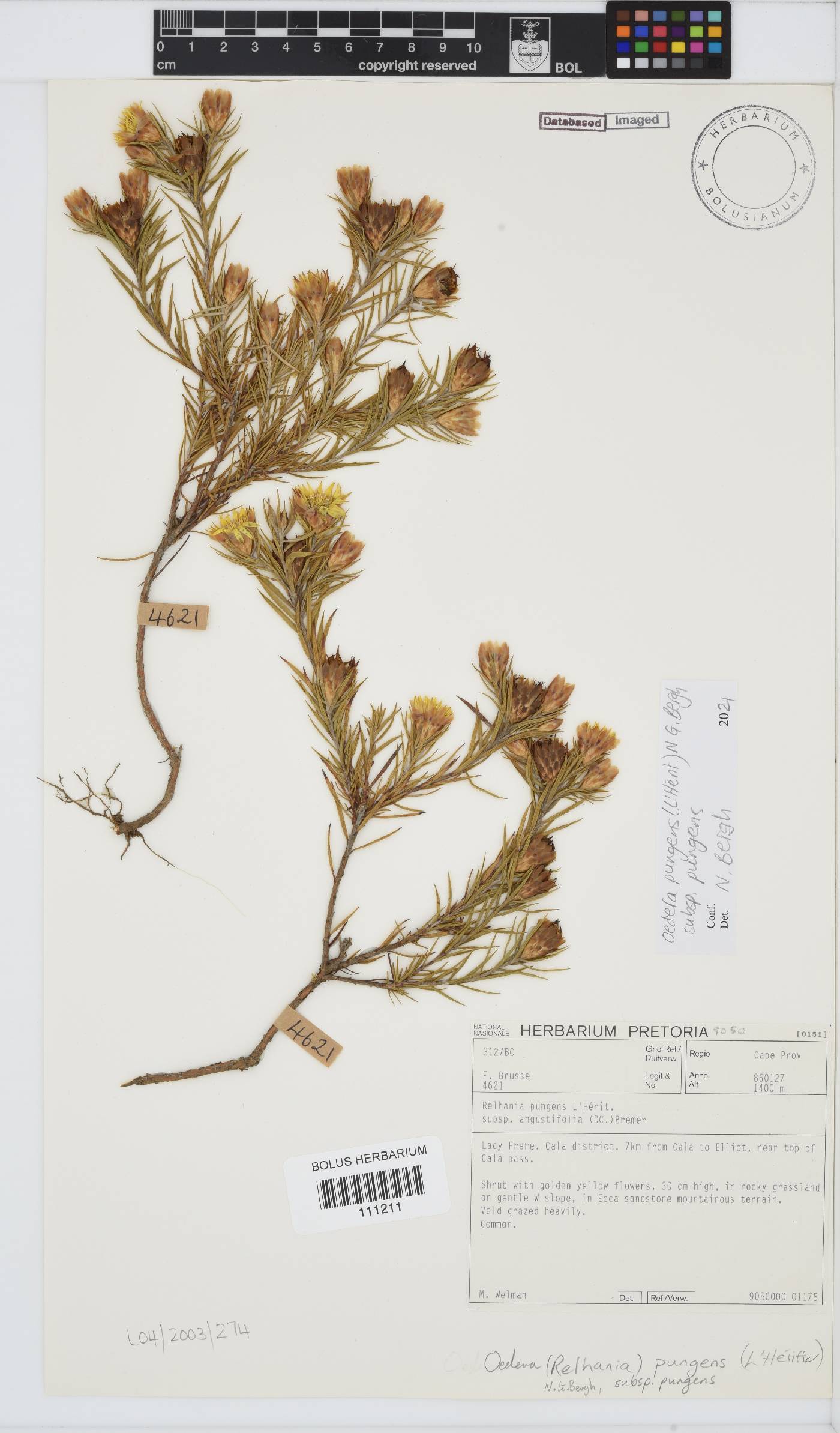 Oedera pungens image