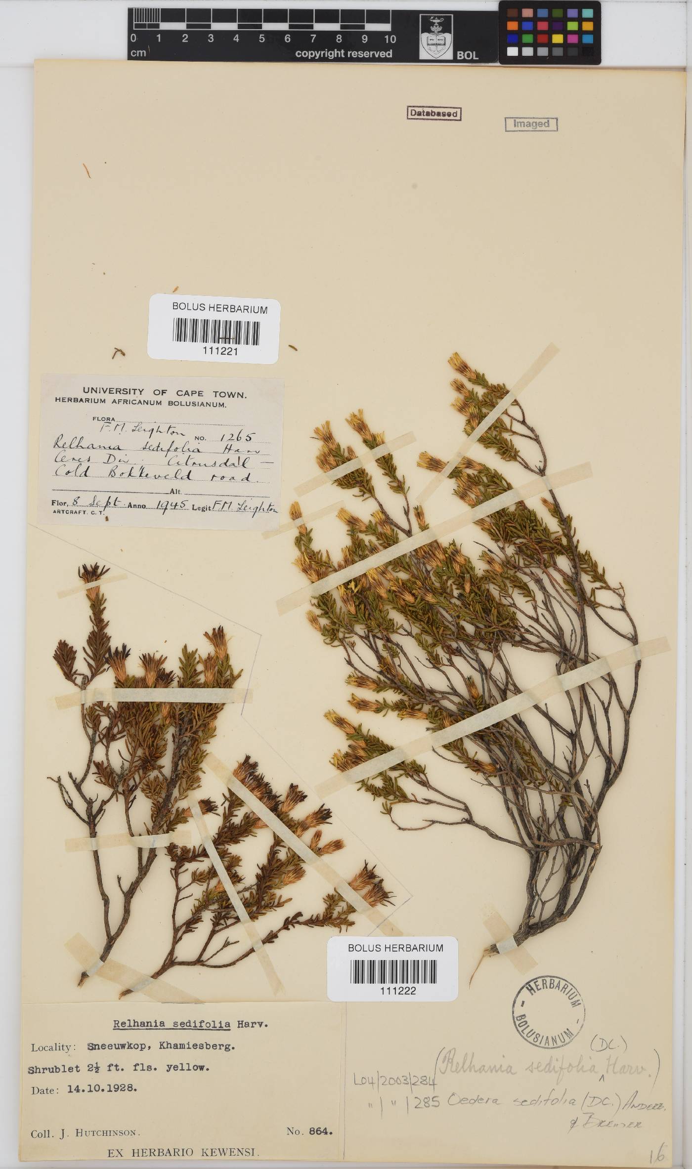Oedera sedifolia image