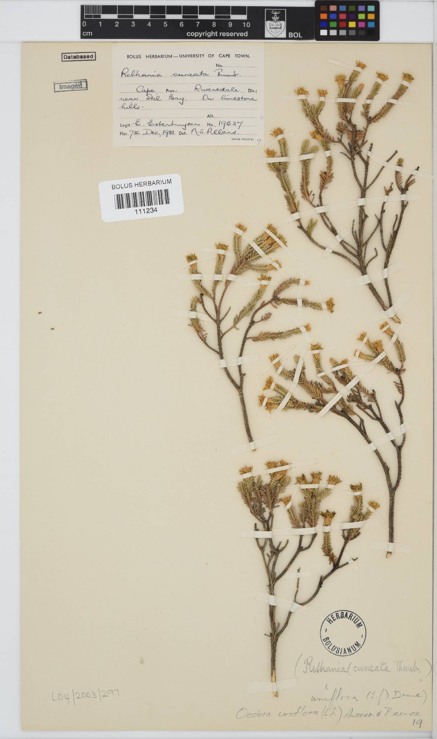 Oedera uniflora image