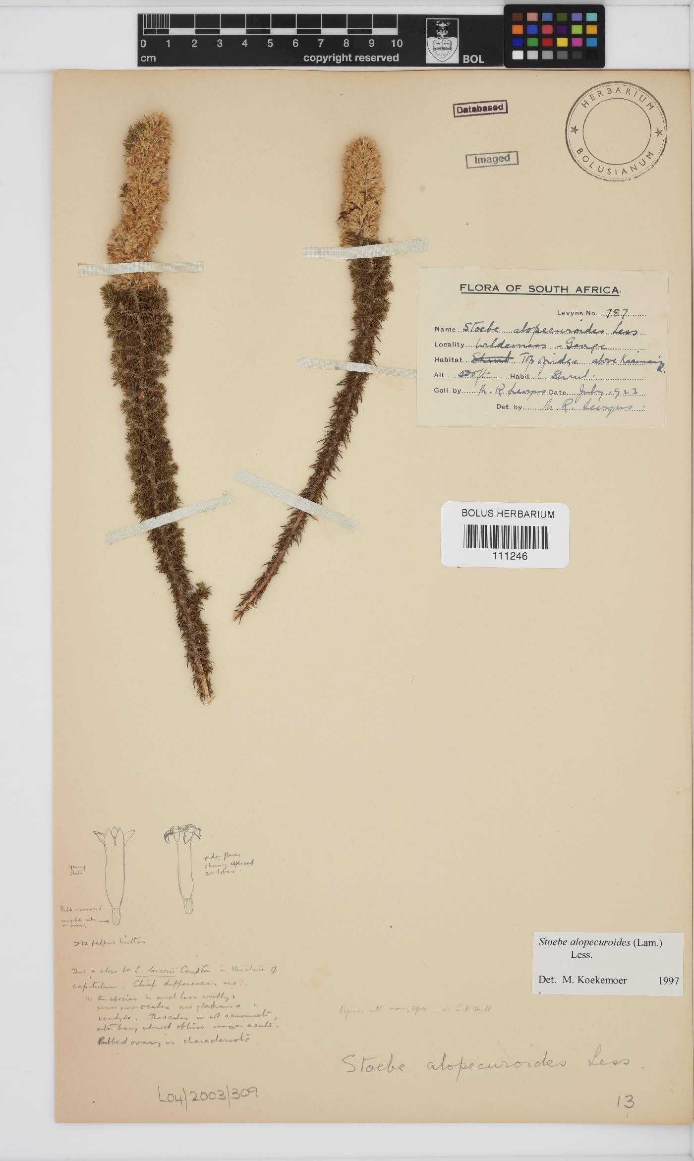 Stoebe alopecuroides image