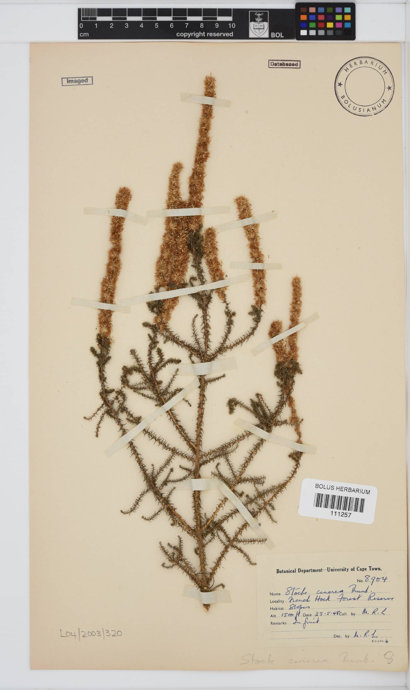 Seriphium cinereum image