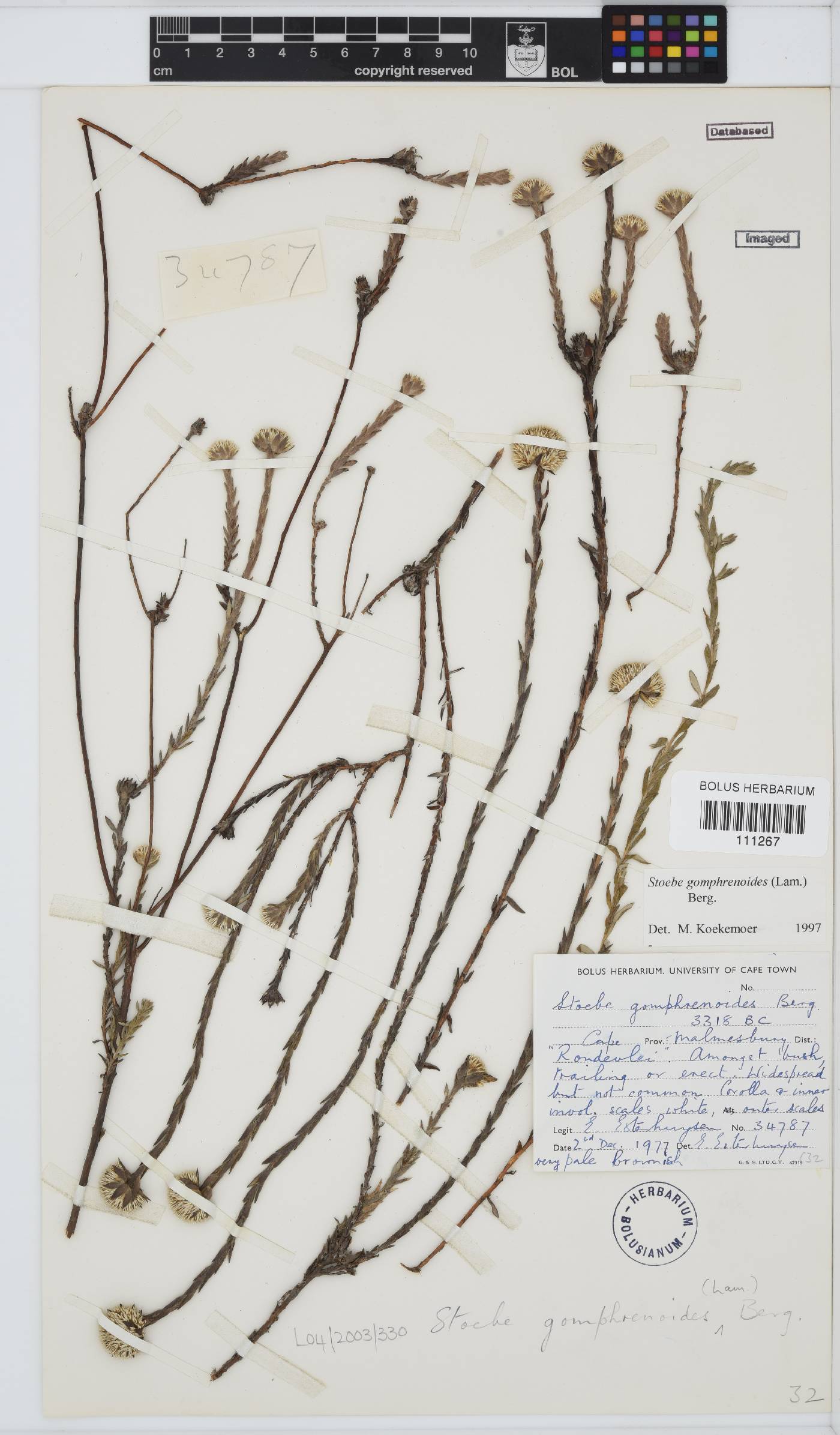 Stoebe gomphrenoides image