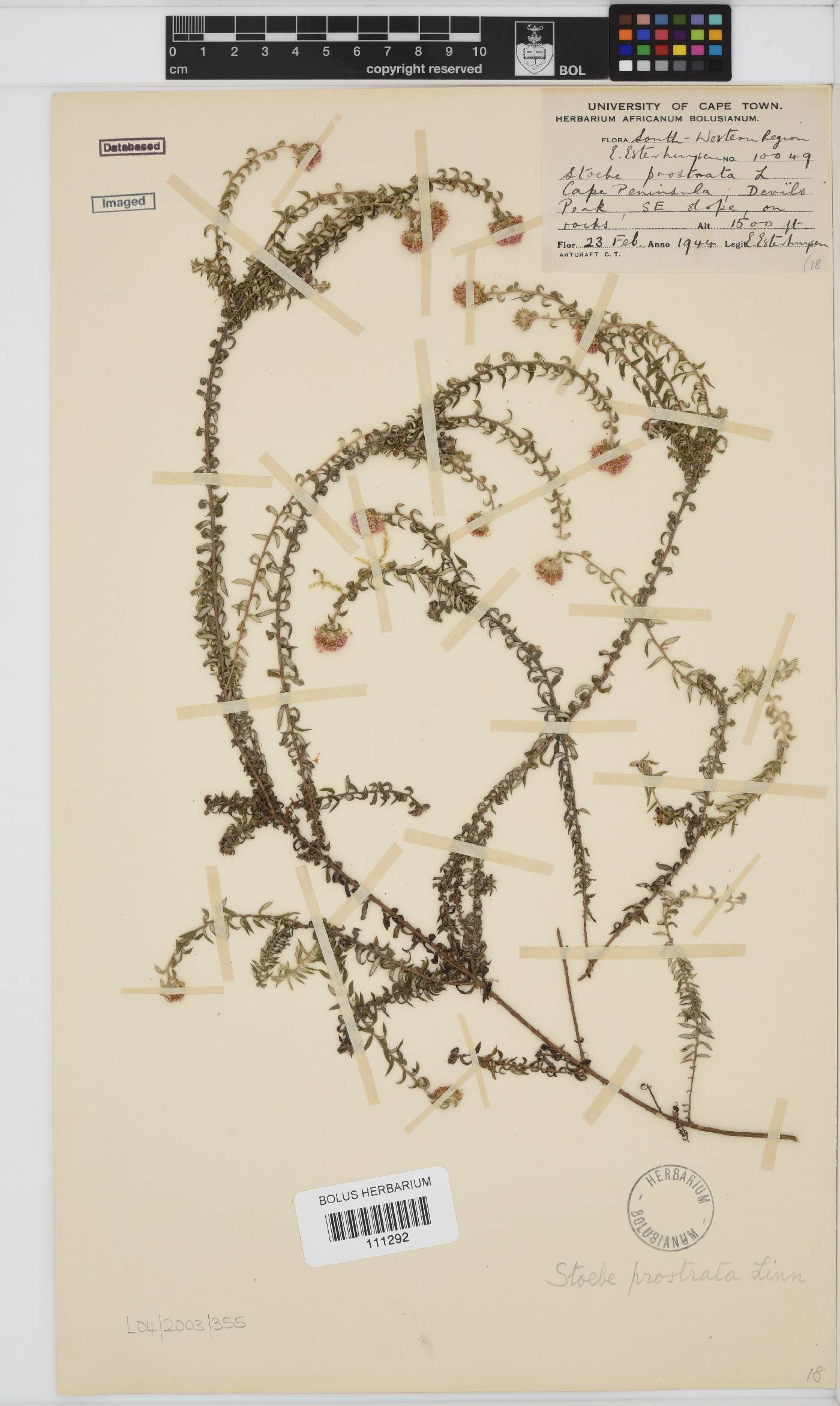 Stoebe prostrata image