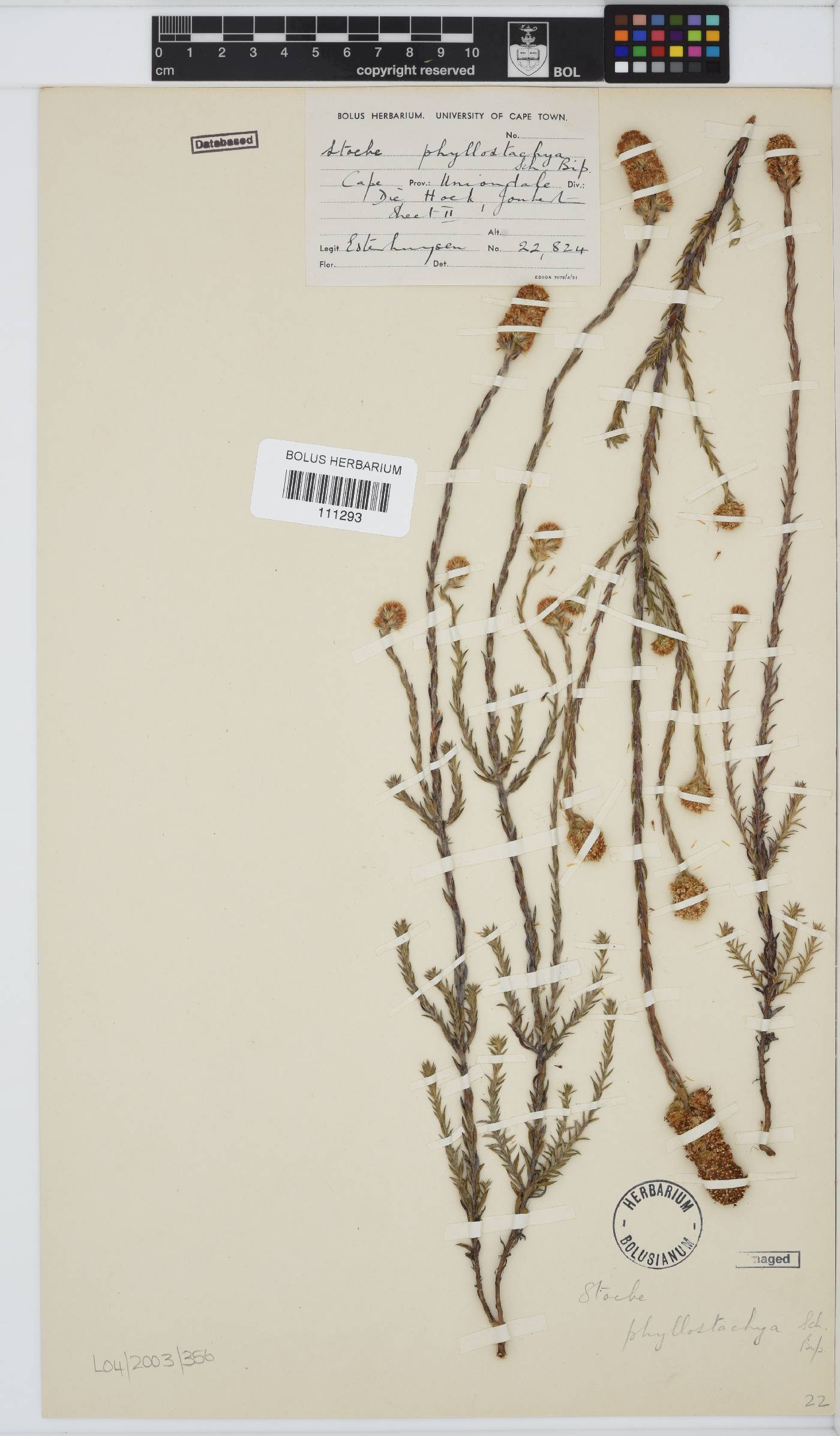 Stoebe phyllostachya image