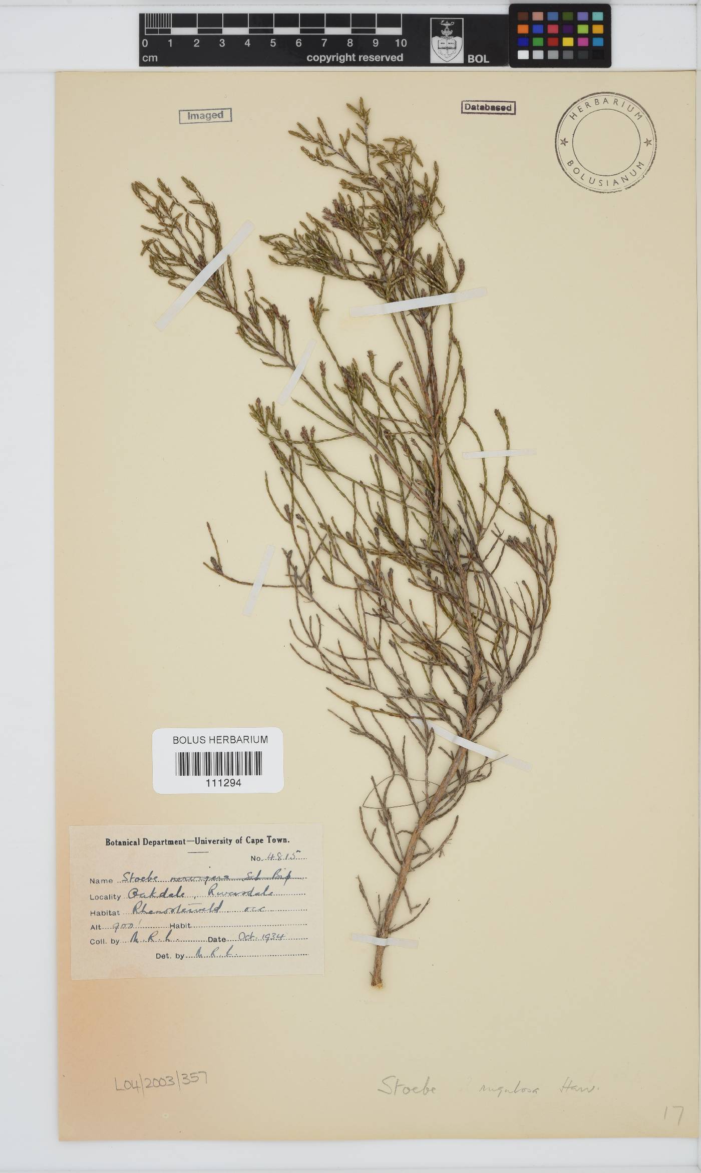 Stoebe rugulosa image